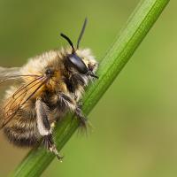 Hairy Footed Flower Bee 6 